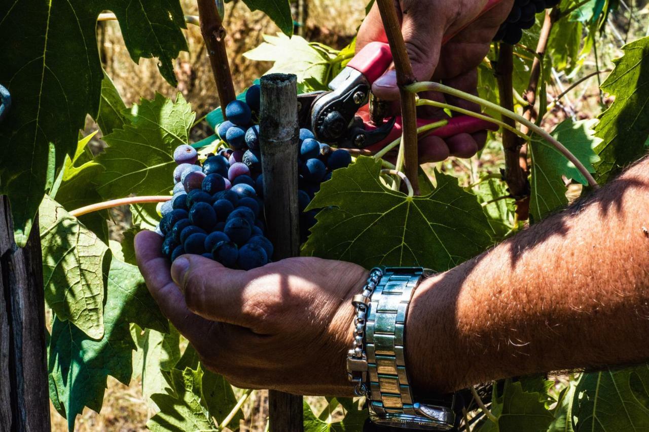 Agriturismo La Camporena Greve in Chianti Zewnętrze zdjęcie